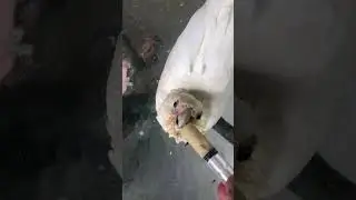 Meet chicken (the corella)