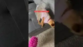 My Dog Is Afraid of My Shoes…. *hilarious*