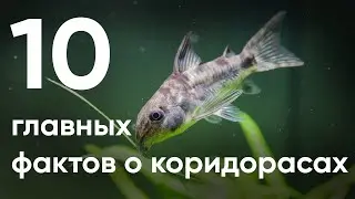 10 главных фактов о коридорасах