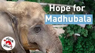 Lonely Elephant Madhubala Prepares for Relocation to New Sanctuary | FOUR PAWS USA