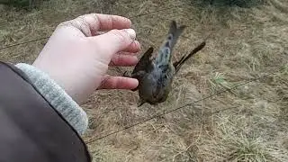 Весной за клестами день первый