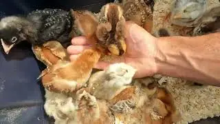 Baby Chickens Eating From the Palm of My Hand