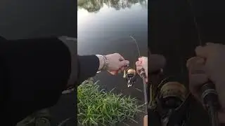 ЖЕРЕХ ВЫБИЛ СПИННИНГ ИЗ РУК!!! ОТЛИЧНАЯ ПОКЛЕВКА рыбы на перекате реки!