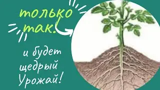 Вот почему нужно окучивать томаты.