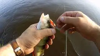 Ловля окуня по пояс в воде