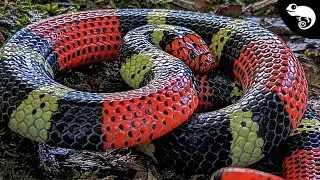 ☠️Red Touches Black = DEATH!☠️ 6 of the DEADLIEST Snakes in the Amazon Rainforest