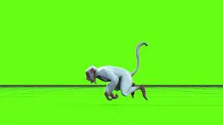 Green Screen Monkey