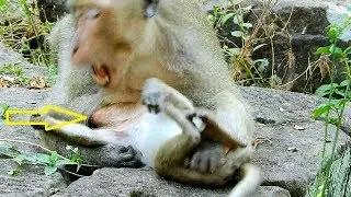 So pity brave baby Brutus Jr stuck head while play with big monkey Felix
