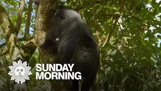 Nature: Howler monkeys in Belize