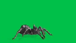 Футаж паук / spider на зелёном фоне - хромакей
