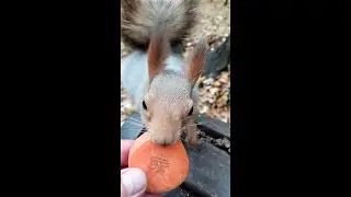 Белка не отказалась от морковки / The squirrel did not refuse carrots