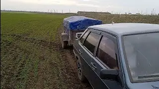 Пшеницю 🐀 доїдають.Соняшник🌻 за даром закупляють