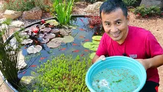 Livebearer Fish Fish Farming: How To Grow 1,000 Fish Weekly! Anyone can accomplish this!