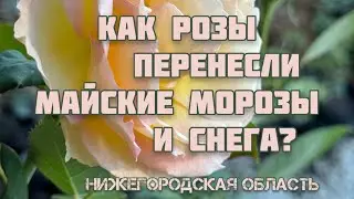 Результаты майской аномальной погоды в моем розарии. Морозы, снега, ураган, град…