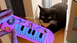 Maxwell The Cat 360° - IN YOUR HOUSE! / 1$ piano tutorial