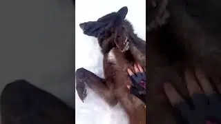 Я не волк, я снежный зайка/А вам слабо потрогать волка за шары?🤣🙈 (Вообще я просто проверяю гон 😅)