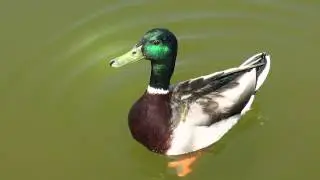 Canon PowerShot G15 duck sample video