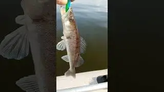 Первый заброс и сразу рыба #рыбалка #fishing