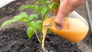 The first very important top dressing of Tomatoes! They will grow in an instant! Pour this over