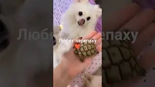 Зверинец ❤️❤️❤️ #собака #животные #любовь