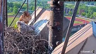 Big Red Delivers Branch to Curious Hawk Nestlings | May 30, 2023