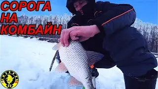 СОРОГА КАК СЕЛЁДКА. ОБСКАЯ РЫБАЛКА НА КОМБАЙНЫ.