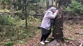 «Бабуля в осеннем лесу».