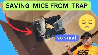 HOW TO SAFELY REMOVE A BABY MICE FROM STICKY TRAP 😔😔