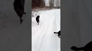 неправильный волк XD  