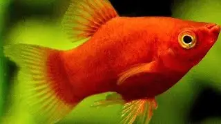 review platy fish