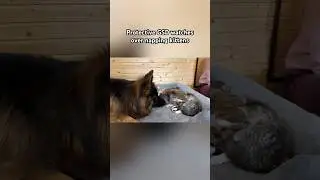 Protective German Shepherd watches over napping kittens