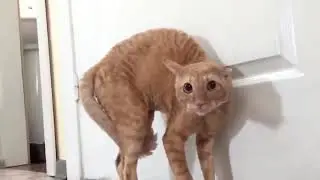 САМЫЕ ЛУЧШИЕ И СМЕШНЫЕ ПРИКОЛЫ,ОТДЫХАЙТЕ И УЛЫБАЙТЕСЬ)))))))))