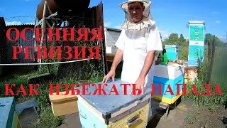 Осенняя ревизия в безвзяточный период. Сокращение гнезда перед закормкой сиропом. Пчелиное воровство