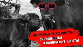 Фермерское хозяйство. Осеменение и выявление коров в охоте.