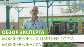 Можжевельник. Цветные сорта можжевельника