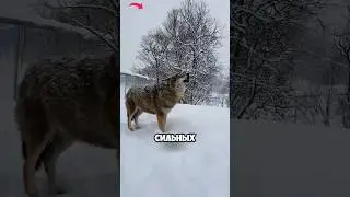 Самые умные животные в мире 🐺 🧠 #животные #милыеживотные