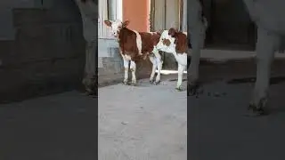 simmental Bull
