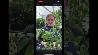 Рассада прет как на дрожжах