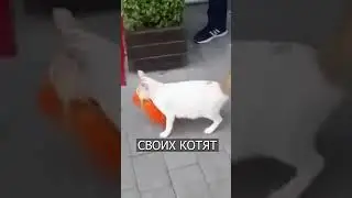 Кошка стащила ЦЕЛУЮ КУРИЦУ, чтоб накормить котят