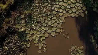 Flora y fauna: Irupé - Canal Encuentro HD