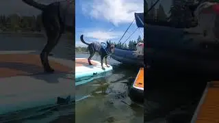 Lake day with the dogs on Stryker Boat.  Testing the new dog ramp! #dogs #lake #strykerboats