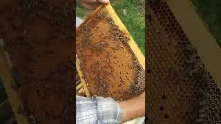 Расплод Карника Альпийка