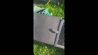 ЦЫПЛЯТНИК СВОИМИ РУКАМИ