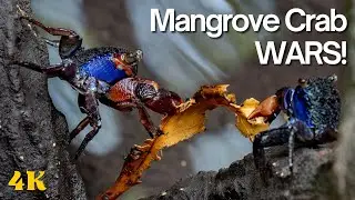 WARS OF THE MANGROVE CRABS | Prachuap Khiri Khan | Thailand | Travellers | Alissa & Jay