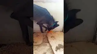 волк и тыква