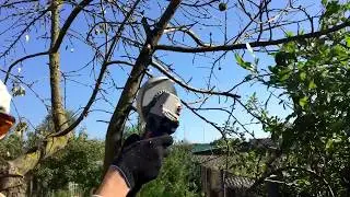 Избавляемся от сучьев. Быстрый способ обрезки плодовых деревьев в саду