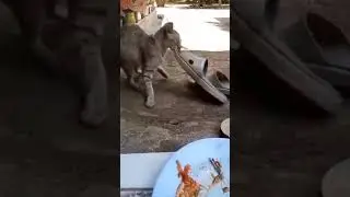 своровал тапки.....