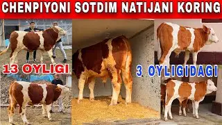 OZIMNI BUQAMNI SOTDIM KICHKINALARIDAN SOTIB OLAMAN ☎️+998999759868