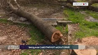 Вандалы саботируют мораторий: в Ташкенте срубили 81 дерево
