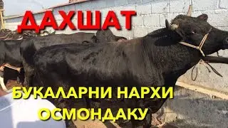 ШАХИДОН МОЛ БОЗОРИ НАРХЛАР ДАХШАТ